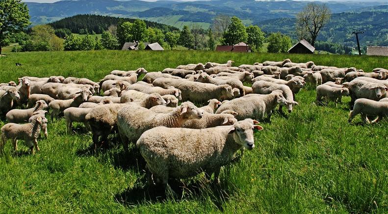 Pasení ovcí podle vědců stojí za vyhynutí motýlů a květin | Orientace ...