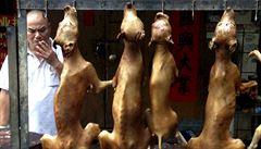Festival psho masa v n zaal i pes odpor milion lid