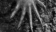 Sebastiao Salgado: Marine iguana (Amblyrhynchus cristatus). Galápagy. Ekvádor....