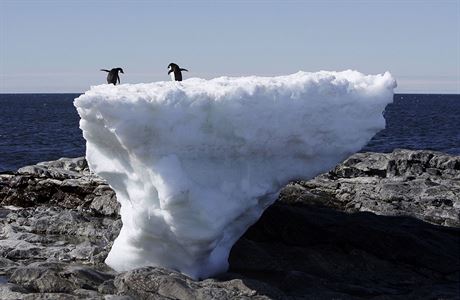 Tuáci kroukoví balancují na tajícím kusu ledu ve Východní Antarktid.