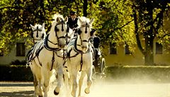 Bílých koňů je potřeba do spřežení víc a používají se při celé řadě... | na serveru Lidovky.cz | aktuální zprávy