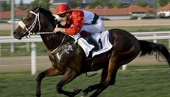 Overdose - nejúsp�n�j�í k�� ma�arského dostihového závod�ní posledních...