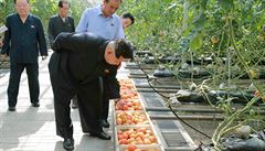 Kim ong-un na inspekci výzkumného institutu pro zeleninu v Pchjongjangu.