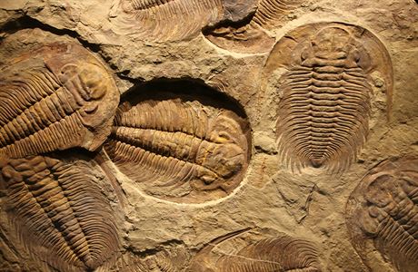 Trilobit (ilustraní foto)