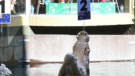 Krokodýl Burt se ujal losování Davis Cupu.