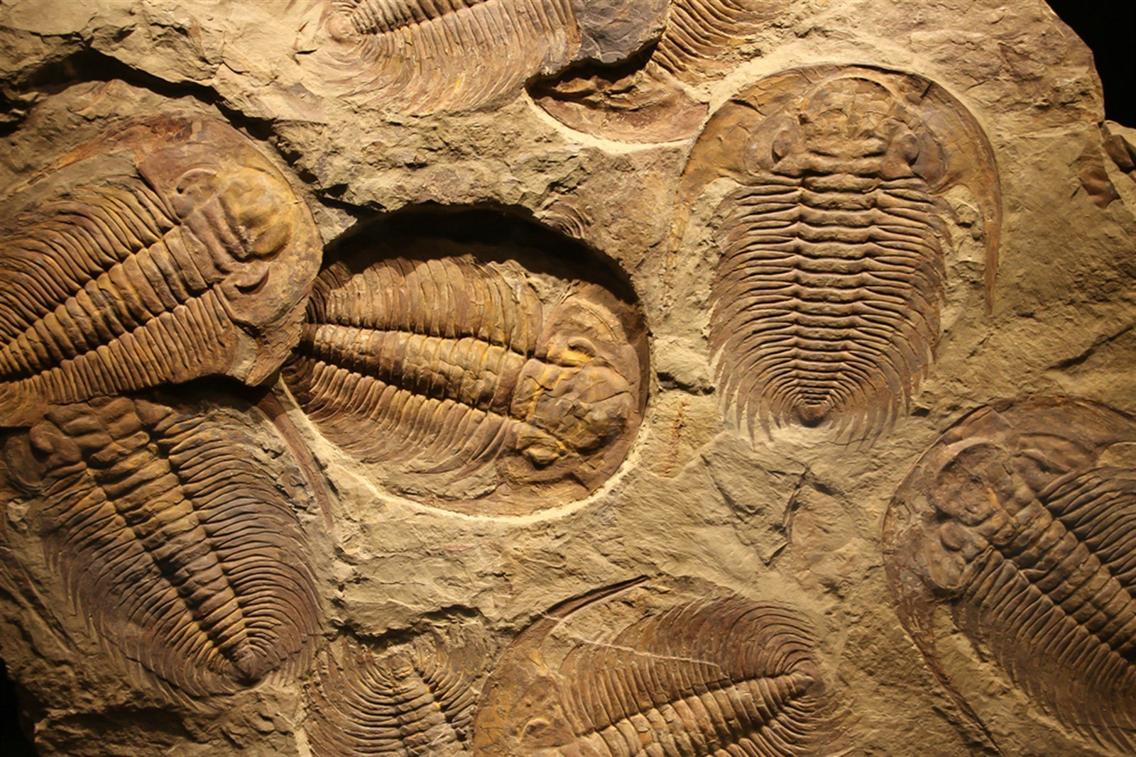 Trilobit (ilustra�ní foto)