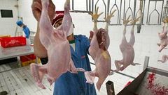 Zemědělci chtějí zákaz dovozu kuřecího