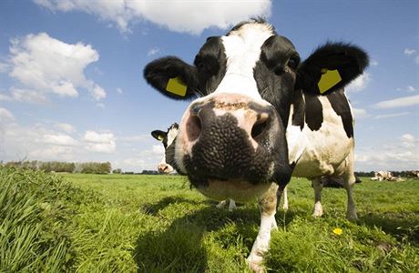 V britských obchodech se prodává neoznaené mléko klonovaných krav