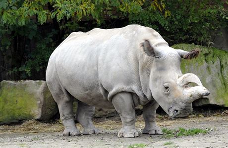 Ilustraní foto: Bílý nosoroec