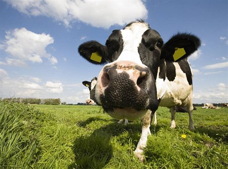 V britských obchodech se prodává neoznačené mléko klonovaných krav