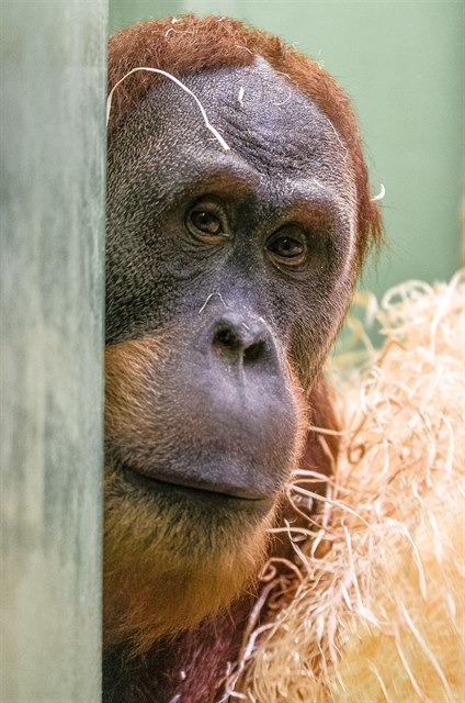 Do pražské zoo se po pěti letech vrátil čtrnáctiletý samec orangutana...