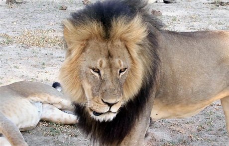 Nejslavnější zimbabwský lev na záznamu z roku 2012.
