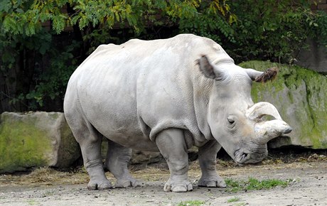 Ilustraní foto: Bílý nosoroec