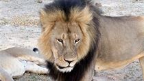 Nejslavnější zimbabwský lev na záznamu z roku 2012.