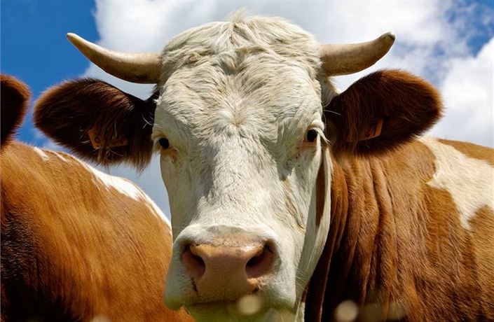 Krávy za 40 let vyrobí víc skleníkových plynů než auta | Věda | Lidovky.cz