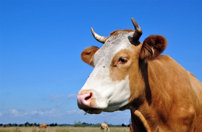 Emisní' krávy potřebují dietu. Vědci zjišťují, jak omezit jejich plynatost  | Byznys | Lidovky.cz