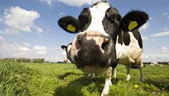 V britských obchodech se prodává neoznaené mléko klonovaných krav