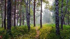 Lesy ČR odmítají církvím vydat 30 tisíc hektarů lesů. Případ řeší soudy