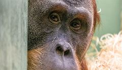 Do prask zoo se vrtil orangutan Pagy. Po pti letech v Bratislav