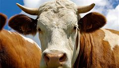 Krávy za 40 let vyrobí víc skleníkových plynů než auta