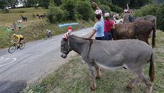 Froome a Quintana projídjí okolo fanouk s osly.