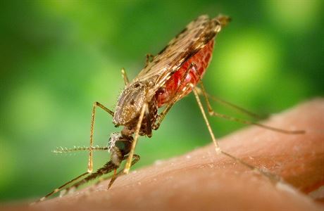 Komár rodu Anopheles, který je penaeem malárie