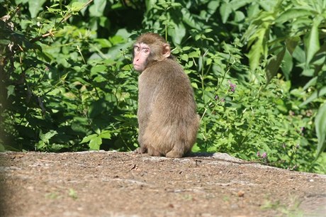 Jeden z makaků na útěku