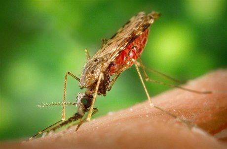 Komár rodu Anopheles, který je penaeem malárie