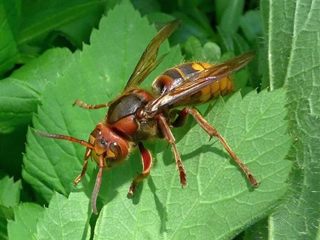 Sre obecná (Vespa crabro), pezimující oplodnná samice, kdy se na jae...