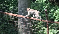 Boj za svobodu v olomoucké zoo: Makakové zatím vítězí nad údržbáři