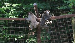 Na snímku jsou dv opice, které za bezmocného pohledu vedení zoo, radních i...