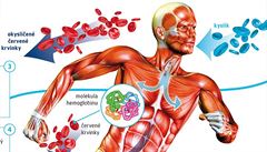 TÉMA DOPING: Jak funguje lidské tlo?