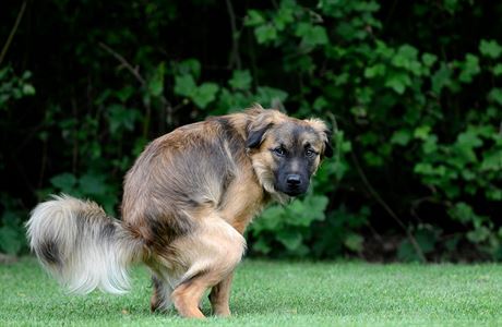 Neuklízíte po svém psím milákovi? Ve panlsku vám výkaly polou dom