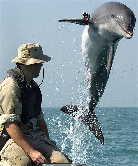 Delfín pion
