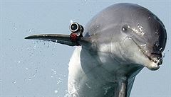 Palestinci tvrdí, že chytili delfína, který byl špionem Izraele