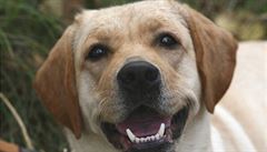 Veterináři v Česku diagnostikovali ‚pseudovzteklinu‘ u uhynulého psa