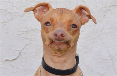 Pes Tuna, kterého si pro svou kampa zapjila Kofola, je v Americe celebritou.