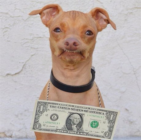 Pes Tuna, kterého si pro svou kampa zapjila Kofola, je v Americe celebritou.
