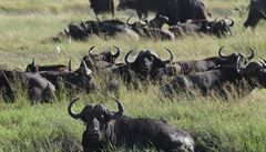 Národní park Chobe patí mezi nejnavtvovanjí botswanské parky, vyskytuje se...