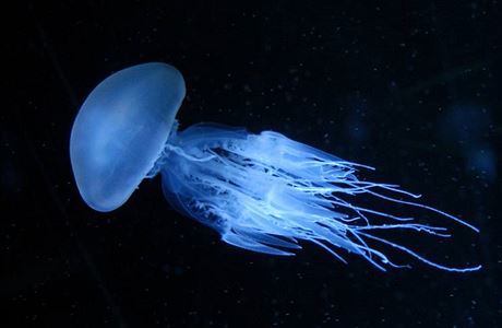 Medúza (ilustraní foto)