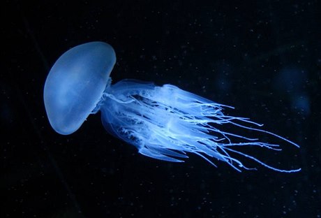 Medúza (ilustrační foto)