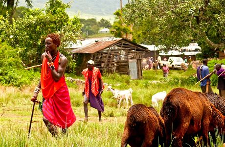 Masajov hrd prodvaj svj dobytek na mstnch trzch