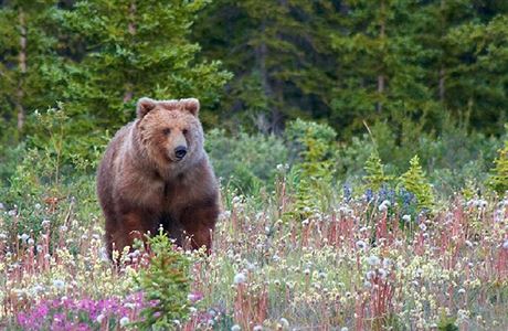 Grizzly je povaován za jeden z mnoha poddruh medvda hndého