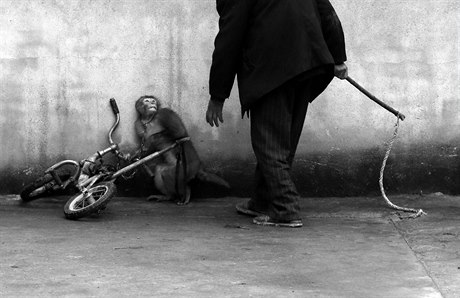 Opice se krí ped cirkusovým trenérem, ína. Autor: Yongzhi Chu - 1. cena v...