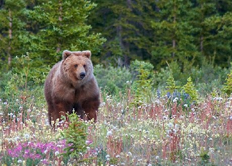 Grizzly je považován za jeden z mnoha poddruhů medvěda hnědého