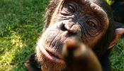 5ti letá slečna šimpanzího útulku na severu Zambie