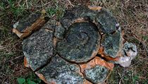 Dno řeky Ohře odhalilo u Křesína na Litoměřicku obří prehistorické zkameněné...