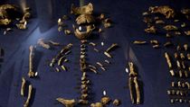 Kostra homo naledi.