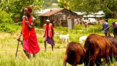 Masajové hrd prodávají svj dobytek na místních trzích