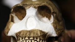 Rekonstrukce lebky nového druhu homo naledi, který vdci pedstavili na tiskové...